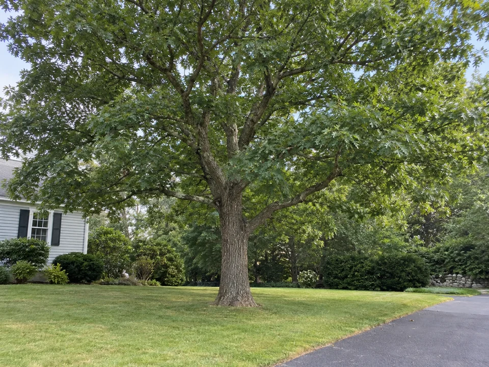 Front oak and cleared lawn after the pruning visit